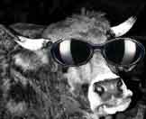 La vache ! Un site vraiment d&eacute;lirant...